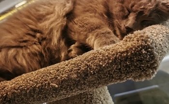 AJ's Pets & Things