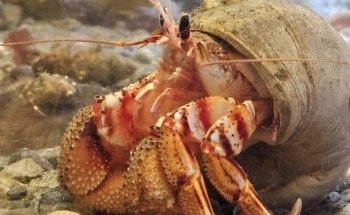 Ucluelet Aquarium