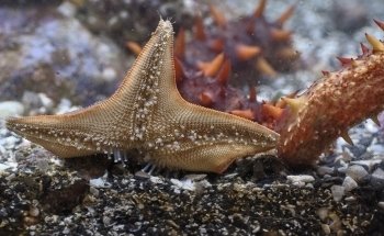 Ucluelet Aquarium