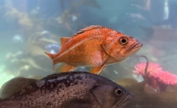 Ucluelet Aquarium