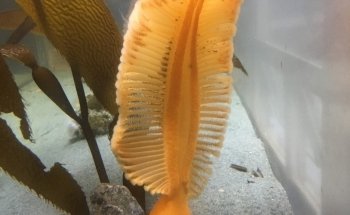 Ucluelet Aquarium