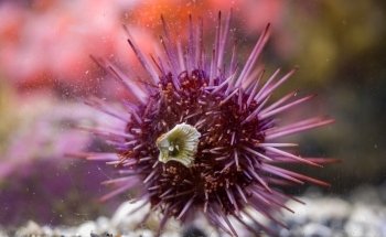 Ucluelet Aquarium