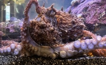Ucluelet Aquarium