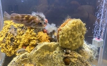 Ucluelet Aquarium