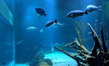Cairns Aquarium