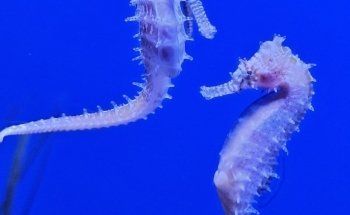 Cairns Aquarium
