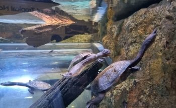 Cairns Aquarium