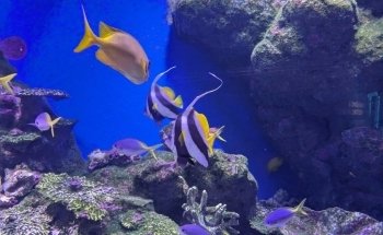 Cairns Aquarium
