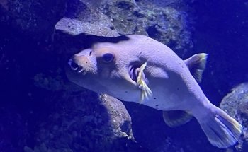 Cairns Aquarium
