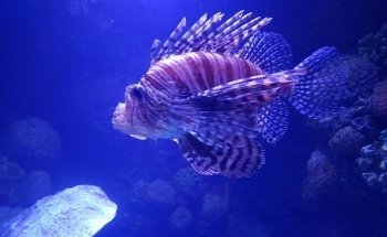Cairns Aquarium