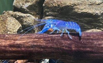 Cairns Aquarium