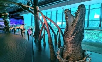 Cairns Aquarium