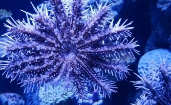 Cairns Aquarium