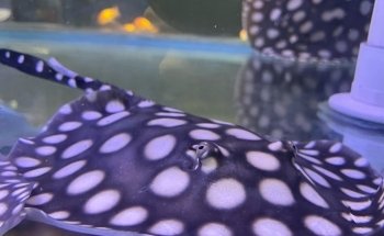 Mississauga Aquarium