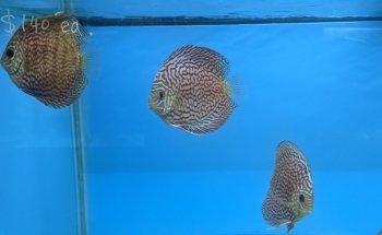 Mississauga Aquarium