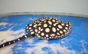 Mississauga Aquarium