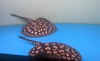 Mississauga Aquarium