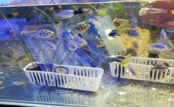 Canada Corals Inc.