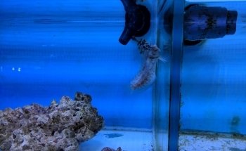 Canada Corals Inc.