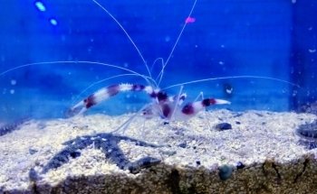 Canada Corals Inc.