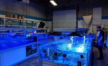 Canada Corals Inc.