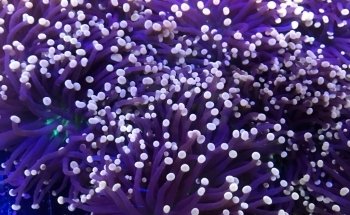 Concrete Blonde Aquatics