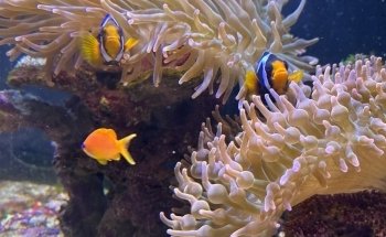 Aquarium Raging Reef - Montreal