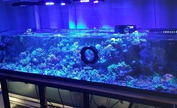 Aquarium Raging Reef - Montreal