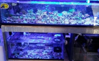 Aquarium Raging Reef - Montreal