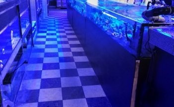 Aquarium Raging Reef - Montreal