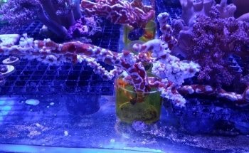 Coral Reef Shop