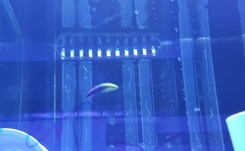 Coral Reef Shop