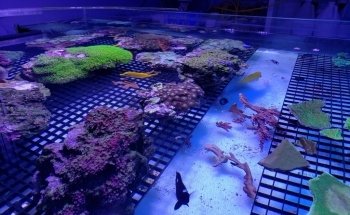 Coral Reef Shop