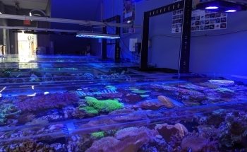 Coral Reef Shop
