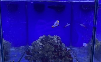 Coral Reef Shop