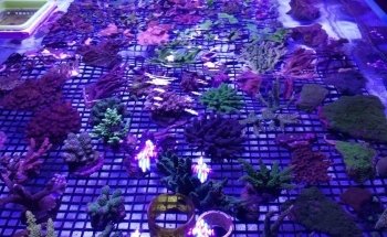 Coral Reef Shop