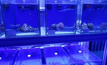 Coral Reef Shop