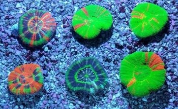 Coral Reef Shop
