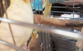 Passion d'animaux