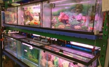Vquatics Aquarium - Japanese Koi | Fancy Goldfish | Tropical Fish