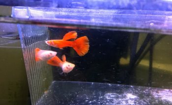 Vquatics Aquarium - Japanese Koi | Fancy Goldfish | Tropical Fish