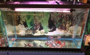 Vquatics Aquarium - Japanese Koi | Fancy Goldfish | Tropical Fish
