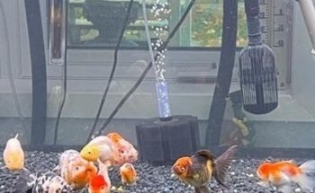 Vquatics Aquarium - Japanese Koi | Fancy Goldfish | Tropical Fish