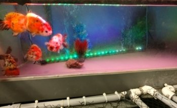 Vquatics Aquarium - Japanese Koi | Fancy Goldfish | Tropical Fish