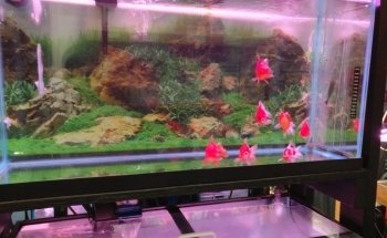 Vquatics Aquarium - Japanese Koi | Fancy Goldfish | Tropical Fish