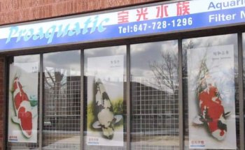 Acuario Vquatics - Koi japoneses | Pez de colores | Peces tropicales
