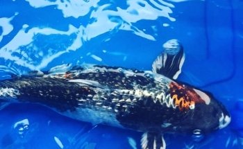 Vquatics Aquarium - Japanese Koi | Fancy Goldfish | Tropical Fish