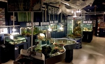 Discovery Passage Aquarium