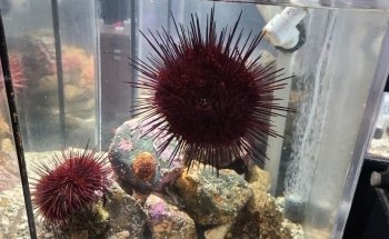 Discovery Passage Aquarium