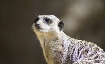National Zoo & Aquarium